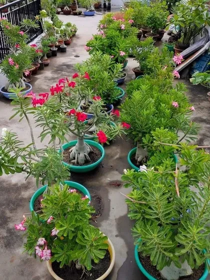 A beautiful terrace garden I helped create for a client in Bangalore. This shows the potential of turning an open rooftop into a lush, green oasis filled with flowering plants and succulents.