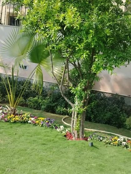 A beautiful residential garden with a healthy lawn, fan palms, and a border of colorful pansies. This showcases a classic and well-balanced garden design.