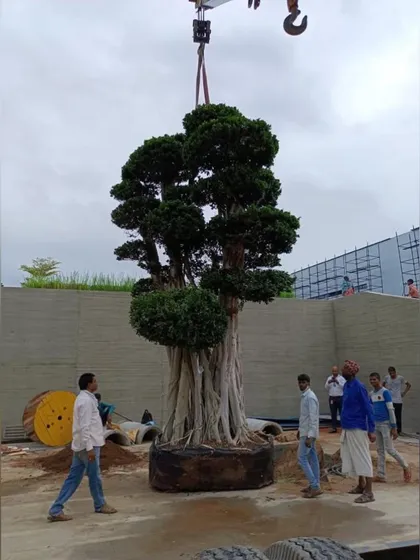 Ambitious design requires bold execution. We have the expertise to handle complex logistical challenges, including using cranes to carefully position mature, specimen trees in our landscape designs, ensuring immediate impact and maturity from day one.