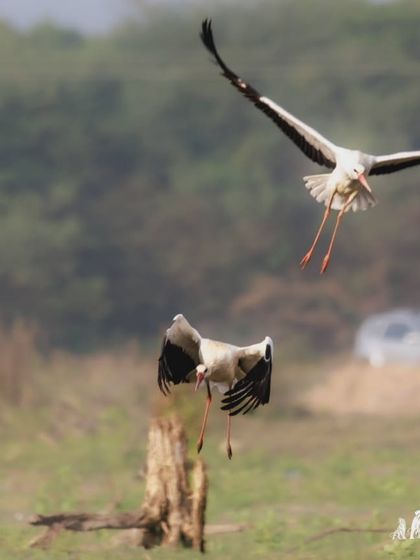 A pair of White Storks, long-distance migrants from Europe, coming in for a landing. Their plumage is mostly white with black flight feathers and long red legs.