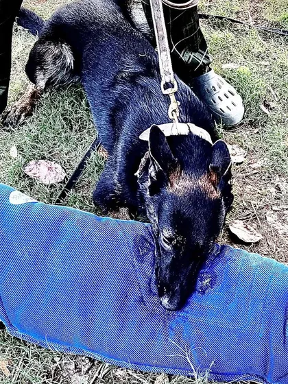 This is another one of my home-bred puppies, Aslan, demonstrating a powerful and full bite on the sleeve. The quality of the bite is a direct reflection of his strong working-line genetics.