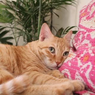 Purrfection