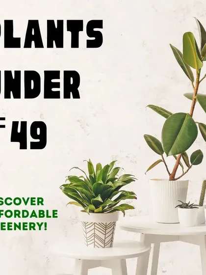 Discover affordable greenery with our "Plants Under ₹49" collection. It's the perfect way to start or expand your plant family on a budget.