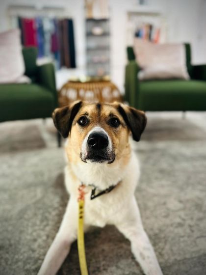 Tulsa Dog Trainer - Immersive Board & Train Programs Board & Train Graduates photo 21