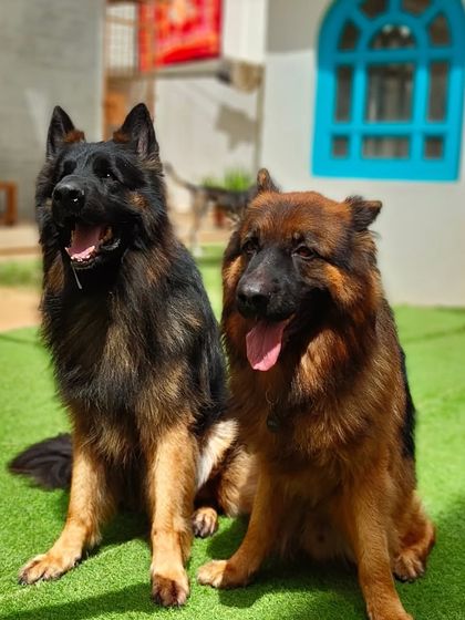 Two stunning German Shepherds posing for the camera. They are a powerful and intelligent breed.