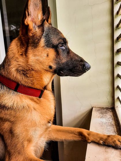 A collection of portraits of my handsome, goofy, and majestic German Shepherd, Theo. He is my constant inspiration and the heart of my work.