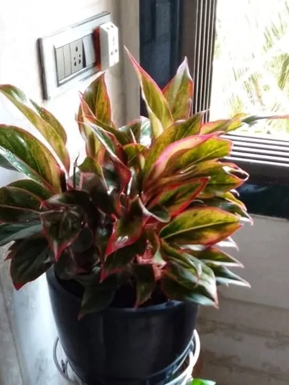 A healthy, multi-colored Aglaonema thriving indoors near a window, adding beauty and improving air quality.