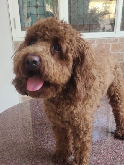 Another look at the freshly groomed Poodle, showing the clean lines around its face and paws.