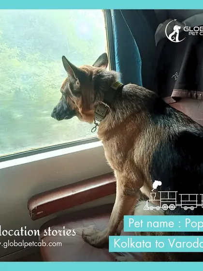 This is Poppy, a beautiful German Shepherd, enjoying the view from her private train coupe on her journey from Kolkata to Vadodara. We ensure pets have the space to relax and feel secure during long-distance train travel.