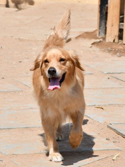 Another action shot of a Golden Retriever trotting happily across the park grounds.