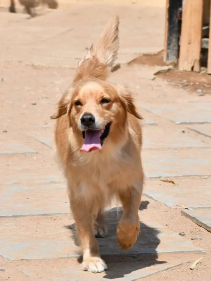 Another action shot of a Golden Retriever trotting happily across the park grounds.