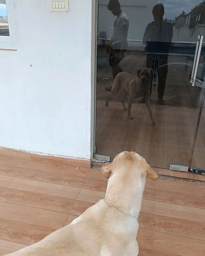 Dog Boarding (Homestay)