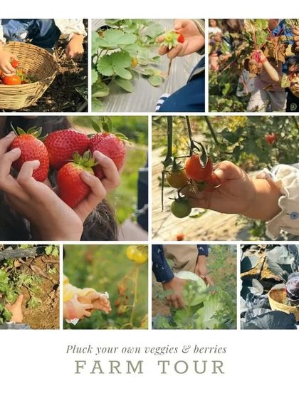 Farmus - Farm Day Out Experience The Joy of the Harvest photo 31