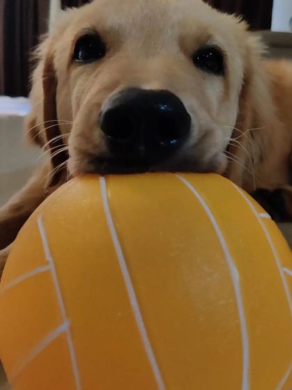 Aditi - In-Home Pet Sitting Meet the Whole Gang photo 9