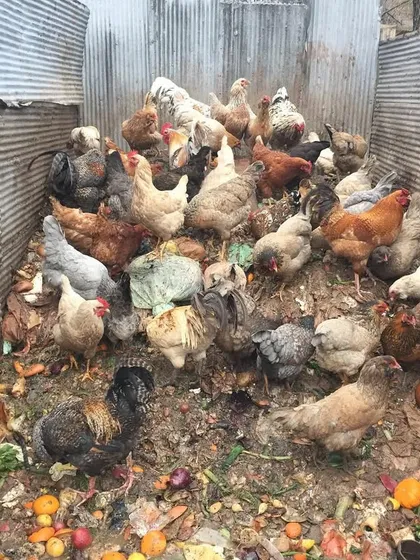 A colorful mix of food scraps, including pumpkins and vegetables, provides a feast for the chickens. This visual shows the direct link between kitchen waste and happy, healthy animals.