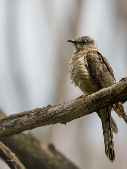 A Common Hawk Cuckoo, or Brainfever bird, sits on a thick branch. This portrait captures the patterns that provide its excellent camouflage.