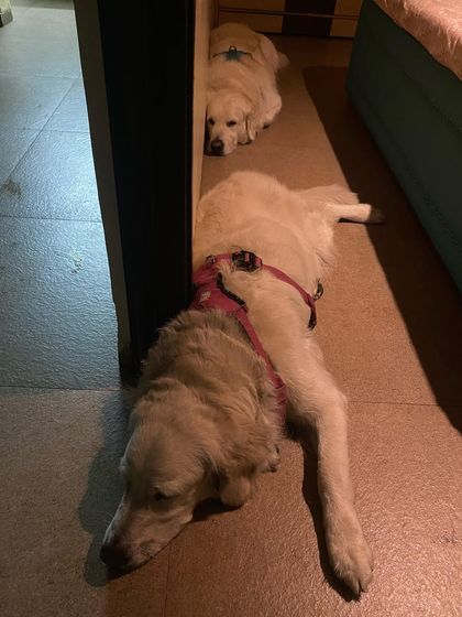 Deepthi - Dog Travel & Adventure Coaching On The Road: Mastering Indian Travel photo 20