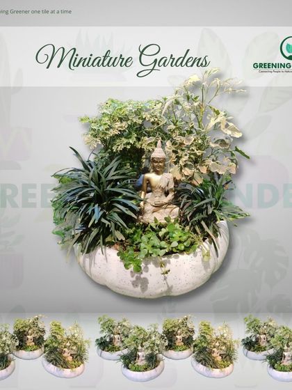 Greening Wonders - Corporate & Personal Plant Gifting Additional Work photo 27