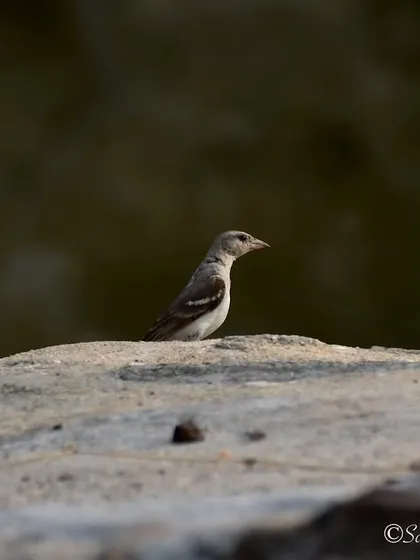 A Yellow-throated Sparrow in Bandhavgarh. These little birds often go unnoticed, but they are beautiful subjects in their own right.