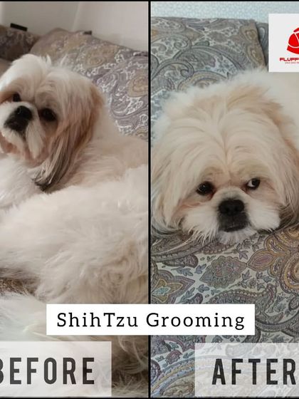 Another great before-and-after grooming for a Shih Tzu. A clean haircut not only looks good but is also important for your pet's hygiene and comfort, especially in warmer weather.
