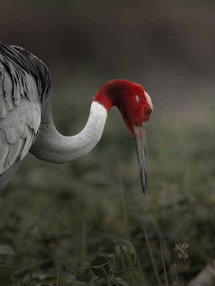 A Sarus Crane foraging in the grassy wetlands. This shot captures a quiet moment of its daily life, showing its long, curved neck as it searches for food.