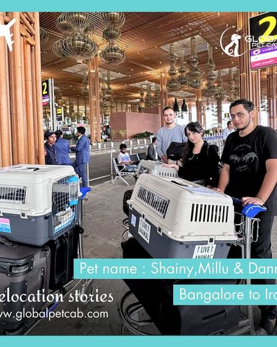International Pet Relocation