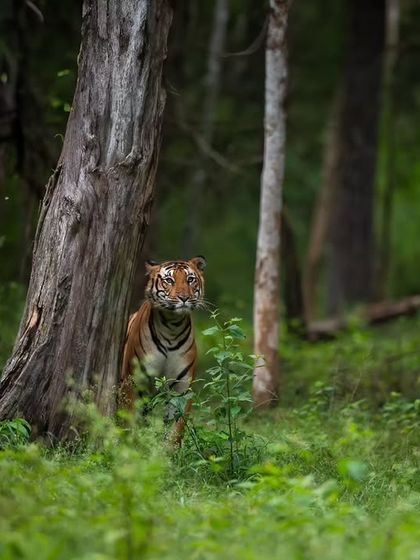 The same Tiger Tank male, framed in a low-key shot. Playing with light and shadow can create dramatic and moody portraits, even in challenging lighting conditions.