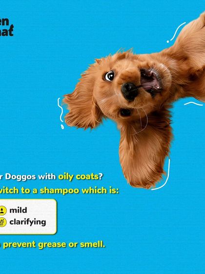 For doggos with oily coats, a mild and clarifying shampoo works best to prevent grease and smell. We can help you choose the right one.
