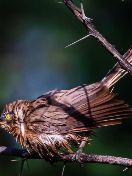A wet and ruffled Large Grey Babbler perched on a thorny branch after a bath or rain. The disheveled feathers and sharp thorns create a feeling of vulnerability and resilience.