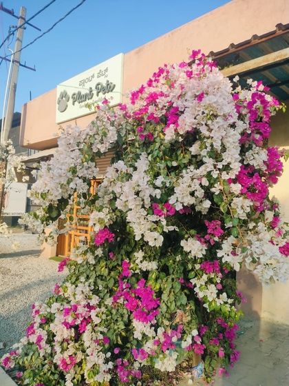 This magnificent bougainvillea bush, with its explosion of pink and white flowers, was a landmark at my old studio. It’s a testament to how resilient and beautiful these plants can be.