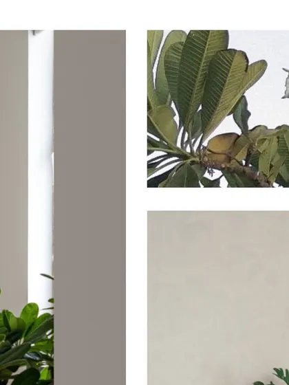 A collage inspired by nature and art. The fresh green leaves of a plumeria tree are juxtaposed with a calming blue abstract painting, reflecting our love for bringing the outdoors in.