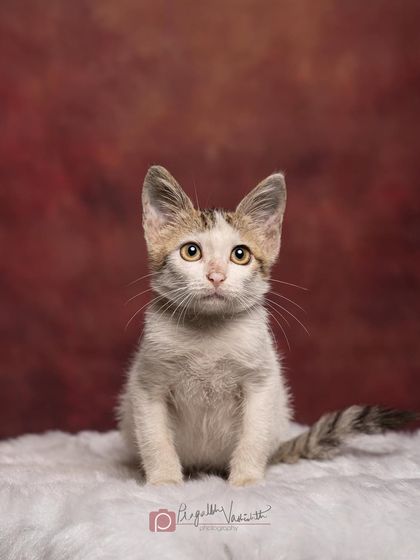 Pragalbh - Animal Rescue & Advocacy Photography Adoption Portfolios: Soulful Portraits for a Second Chance photo 23