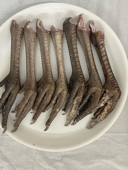Raw turkey feet are larger than chicken feet and offer a great, collagen rich chew that supports joint health.