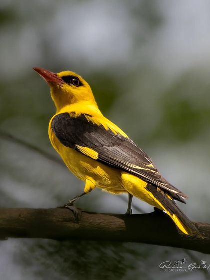 A stunning portrait of the Indian Golden Oriole.