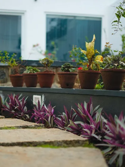A beautiful composition of textures and colors, with a stone pathway, purple foliage, and a variety of potted plants on a ledge.