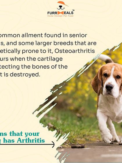 This detailed guide helps you identify the signs of arthritis in your dog. Learn to spot reluctance to move, limping, irritability when touched, and changes in behavior, so you can seek help sooner.