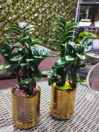 Our ready-to-pick tabletop ZZ plants in chic golden cylinder planters are perfect for any space. They are stylish, low-maintenance, and excellent air purifiers.