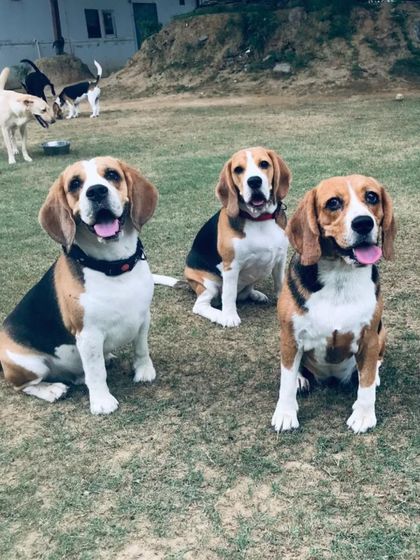 More Beagle cuteness! These three are patiently waiting for a treat, showing off their best behavior.