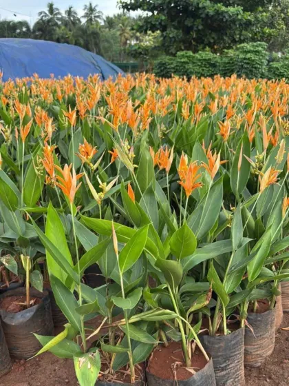 A field of Heliconia plants, also known as Lobster-Claw, with their bright orange, bird-like flowers. They bring a truly tropical feel to any garden.