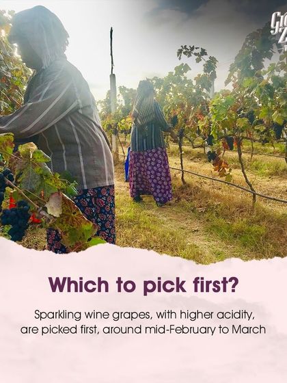 The harvest is carefully timed. Grapes intended for sparkling wine, which require higher acidity, are typically the first to be picked, usually from mid-February to March.
