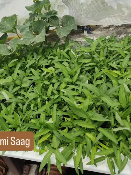 A dense patch of Kalmi Saag (water spinach) growing in a raised bed. These nutritious greens grow quickly and provide a continuous harvest.