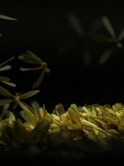 The frantic energy of the termite mating flight is captured in this close-up shot.
