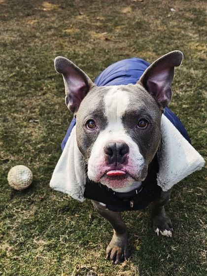 That little tongue blep is just too cute. A portrait of a happy Bully.
