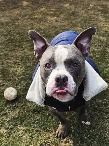 That little tongue blep is just too cute. A portrait of a happy Bully.