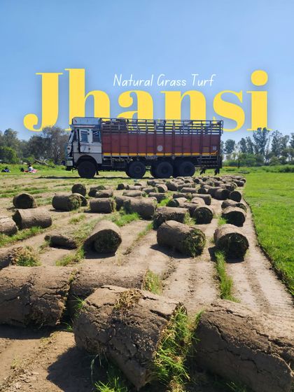 Delhi Gardner - Wholesale Plant & Turf Supply Natural Grass Turf: From Our Farm to Your Project photo 72