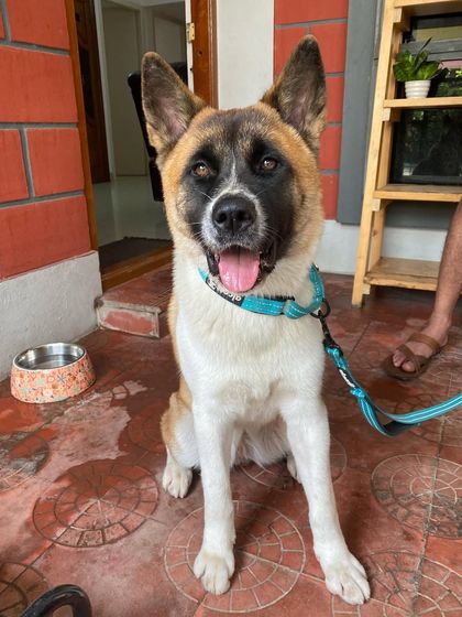 TailSpin - Puppy Training Program Happy Pups, Happy Families photo 28