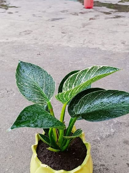 Multiplex Urban Green - Landscape & Garden Services Vertical Gardens & Office Greenery photo 20