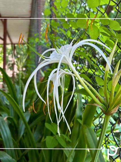 Our Native Plant Showcase photo 16