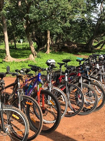 Our bikes taking a rest at the Nallur Tamarind Grove. We welcome all kinds, from mountain bikes to hybrids, on our trail adventures.