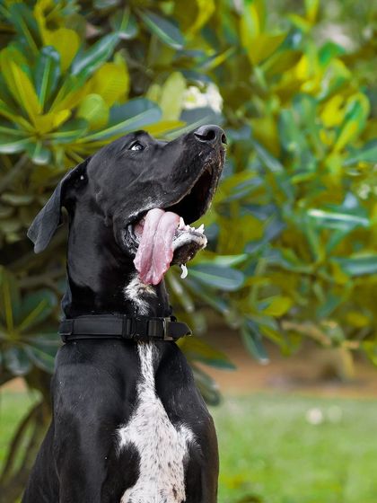 Photographing a black dog like Sabbath can be tricky, but when the light hits just right, his features truly shine. Here he is, looking up with a happy expression against a lush green background.